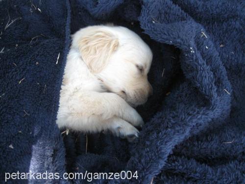 tutku Dişi Golden Retriever