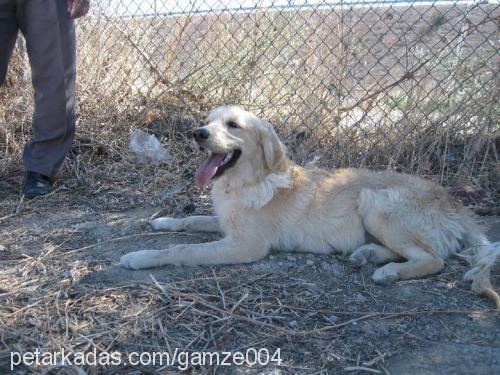 tutku Dişi Golden Retriever