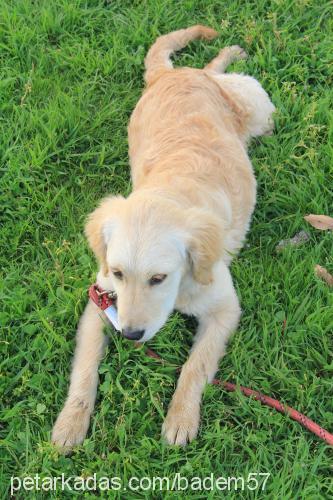 badem Dişi Golden Retriever