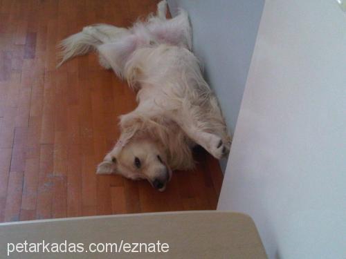 dost Erkek Golden Retriever