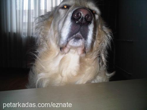 dost Erkek Golden Retriever