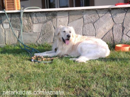 dost Erkek Golden Retriever