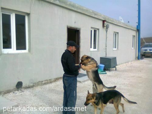 garip Erkek Alman Çoban Köpeği