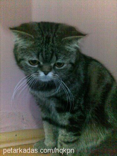 borçuk Erkek American Shorthair