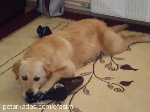 zuzu Dişi Golden Retriever