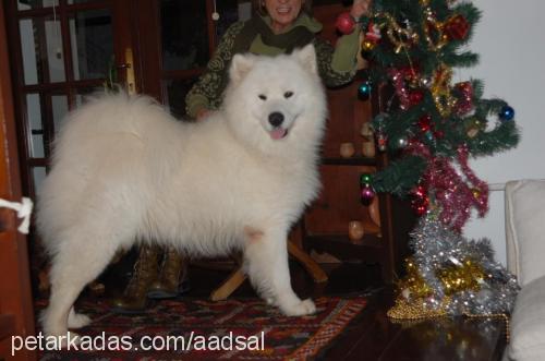 panço Erkek Samoyed