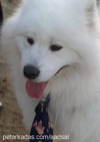 panço Erkek Samoyed