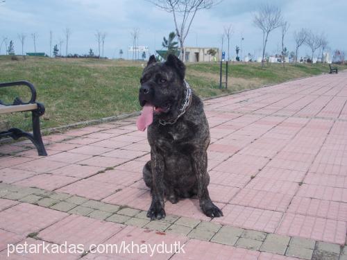 panzer Erkek Cane Corso Italiano