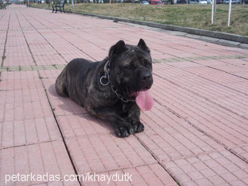 panzer Erkek Cane Corso Italiano