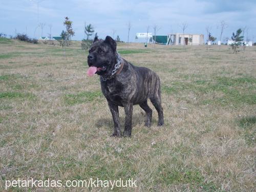 panzer Erkek Cane Corso Italiano