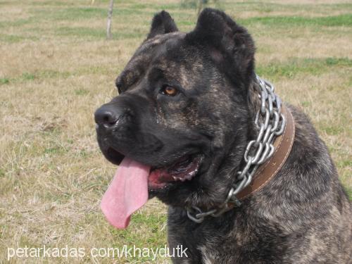 panzer Erkek Cane Corso Italiano