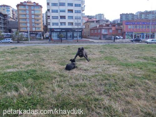 panzer Erkek Cane Corso Italiano