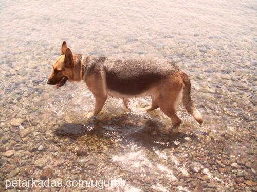 lucky Dişi Alman Çoban Köpeği