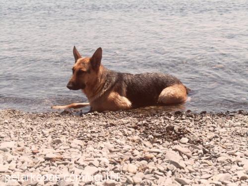 lucky Dişi Alman Çoban Köpeği