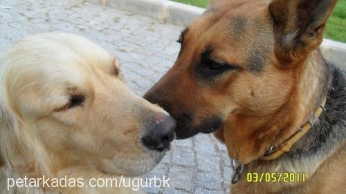 lucky Dişi Alman Çoban Köpeği