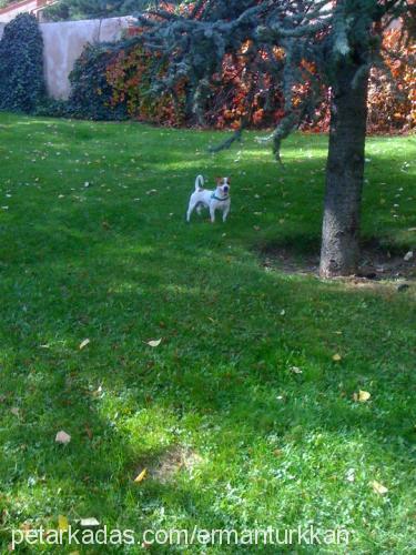 chiko Erkek Jack Russell Terrier