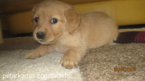 zillivepaŞa Dişi Golden Retriever