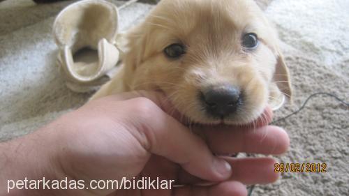 zillivepaŞa Dişi Golden Retriever