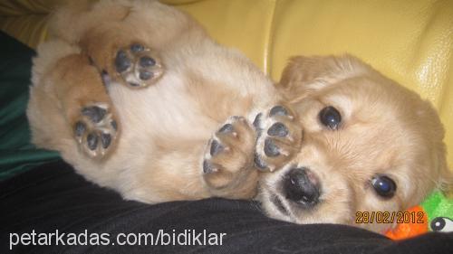 zillivepaŞa Dişi Golden Retriever