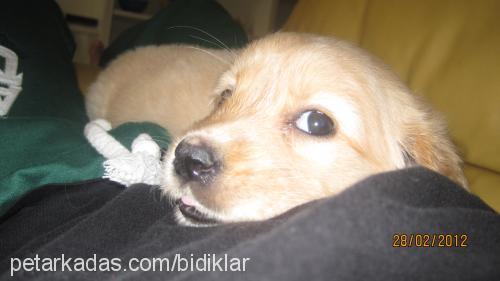 zillivepaŞa Dişi Golden Retriever