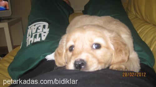 zillivepaŞa Dişi Golden Retriever