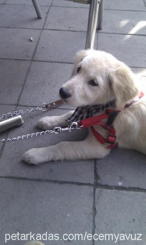 lena Dişi Golden Retriever