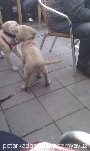 lena Dişi Golden Retriever