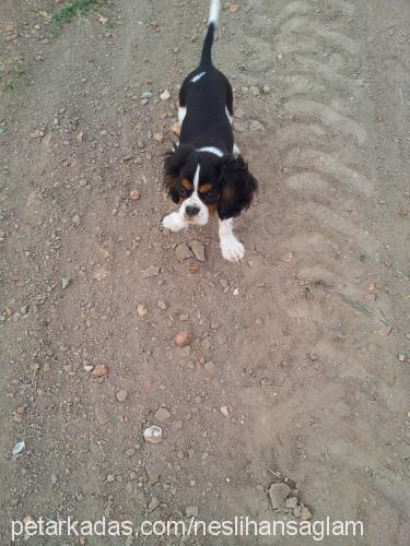 merlin Erkek Cavalier King Charles Spanieli