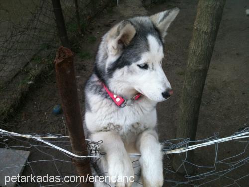 sharon Dişi Sibirya Kurdu (Husky)