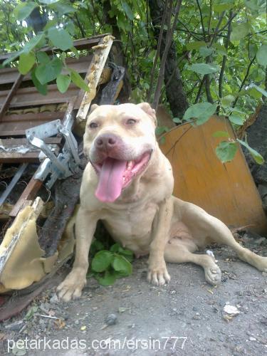 zet Dişi Amerikan Pitbull Terrier