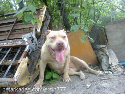 zet Dişi Amerikan Pitbull Terrier