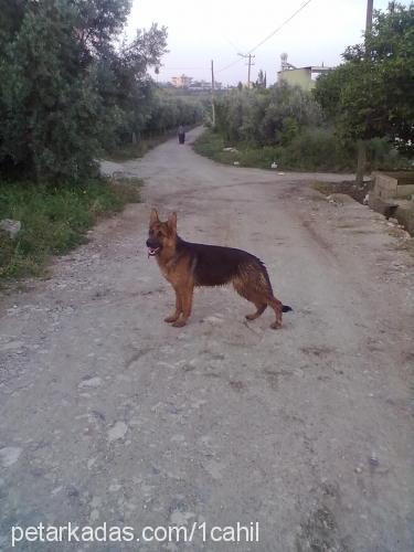 cindy Dişi Alman Çoban Köpeği