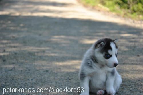 kont Erkek Sibirya Kurdu (Husky)