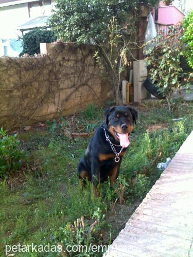 max Erkek Rottweiler