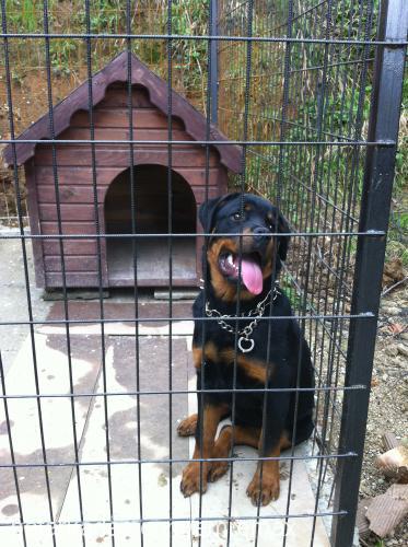 max Erkek Rottweiler