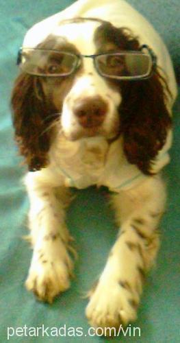 carmen Dişi İngiliz Springer Spaniel