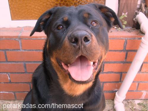 hera Dişi Rottweiler