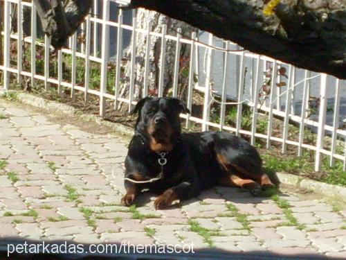 hera Dişi Rottweiler