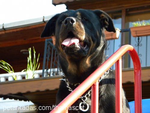 hera Dişi Rottweiler