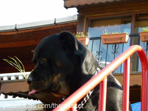 hera Dişi Rottweiler