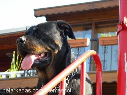 hera Dişi Rottweiler