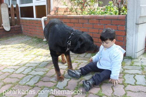 hera Dişi Rottweiler