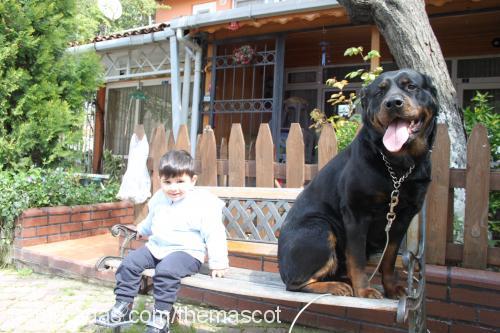 hera Dişi Rottweiler