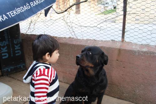 hera Dişi Rottweiler