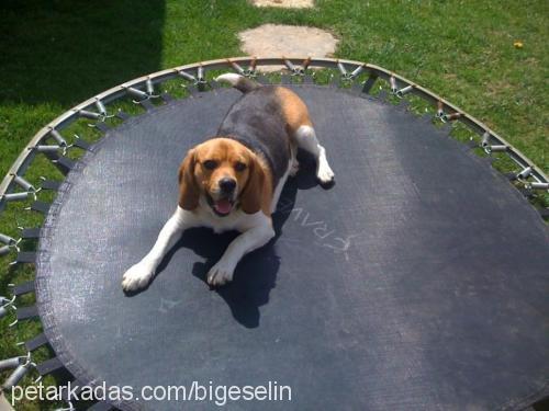 layla Dişi Beagle