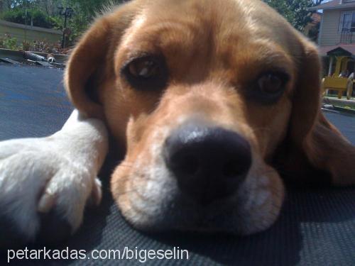 layla Dişi Beagle