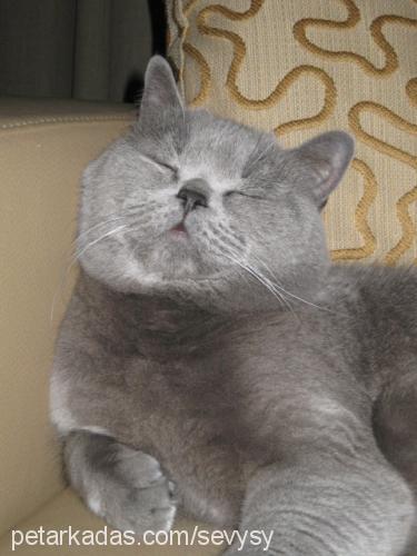 oğul Erkek British Shorthair