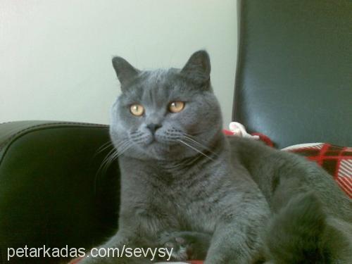 oğul Erkek British Shorthair