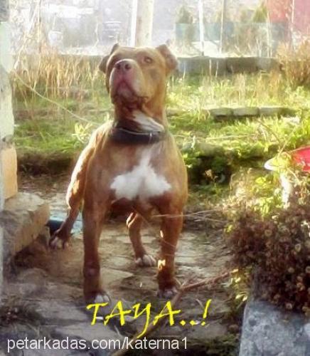 taya Dişi Amerikan Pitbull Terrier