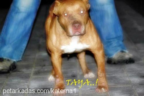 taya Dişi Amerikan Pitbull Terrier